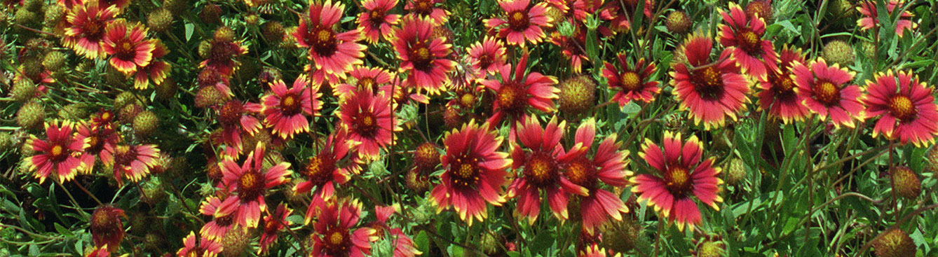 Blanket Flower