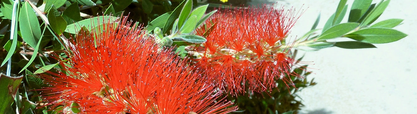 Bottlebrush