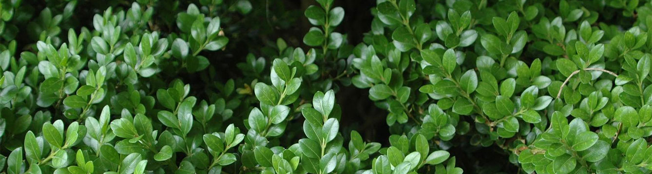 Boxwood