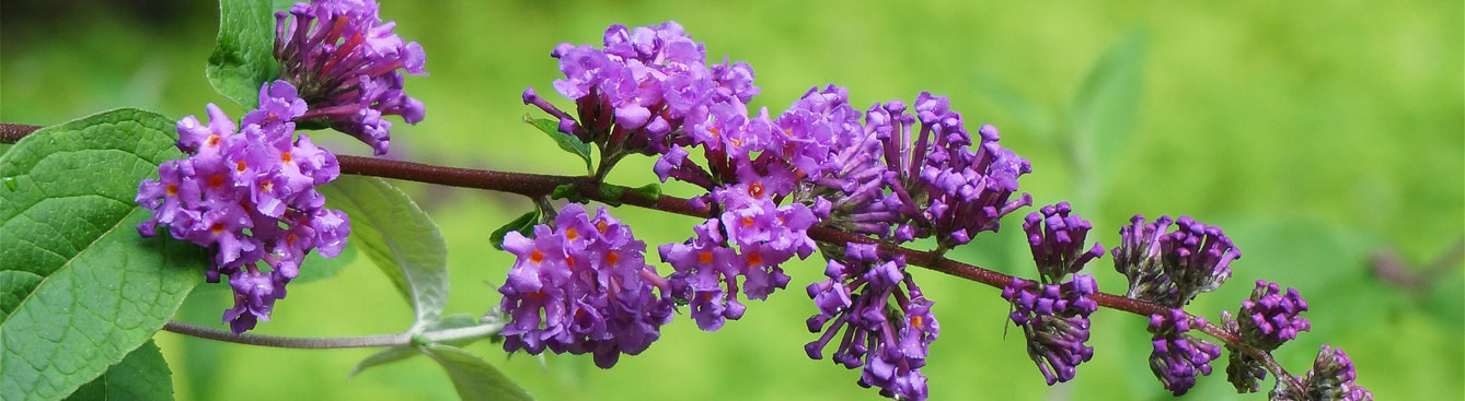 Butterfly Bush