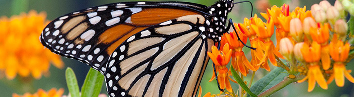 Butterfly Milkweed