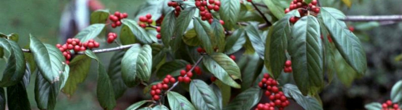 Carolina buckthorn