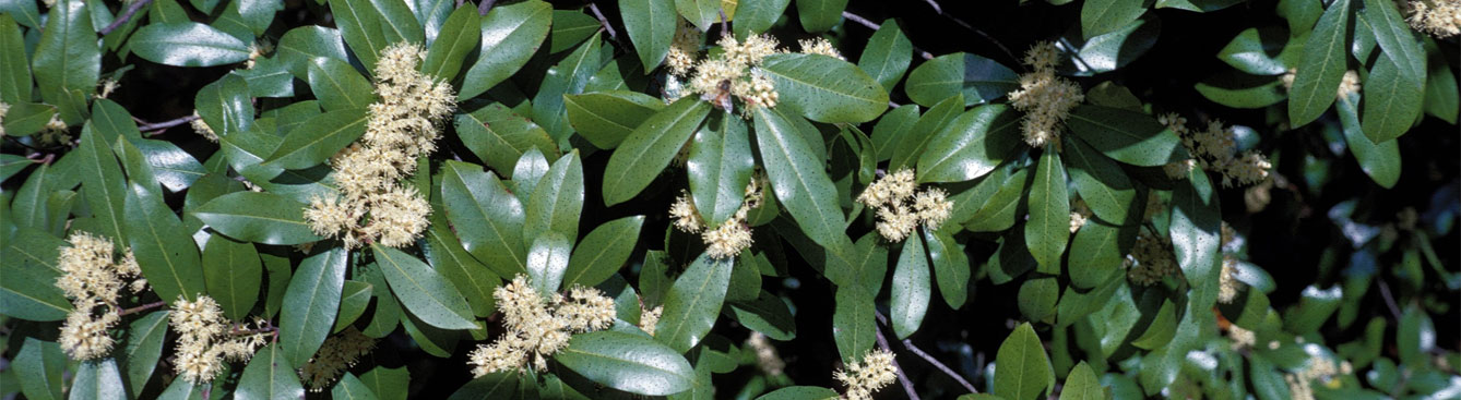 Cherry laurel