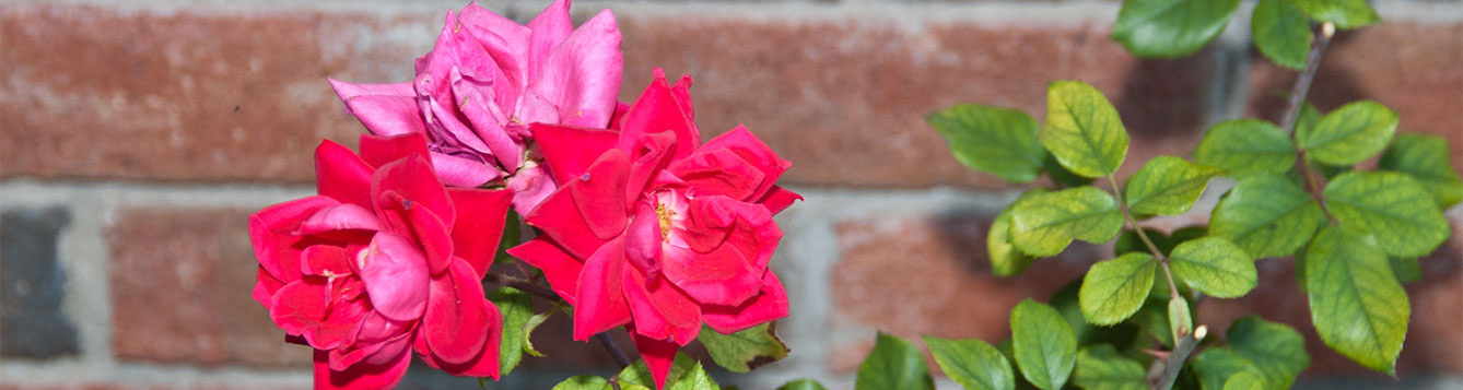 Double Knock Out Rose