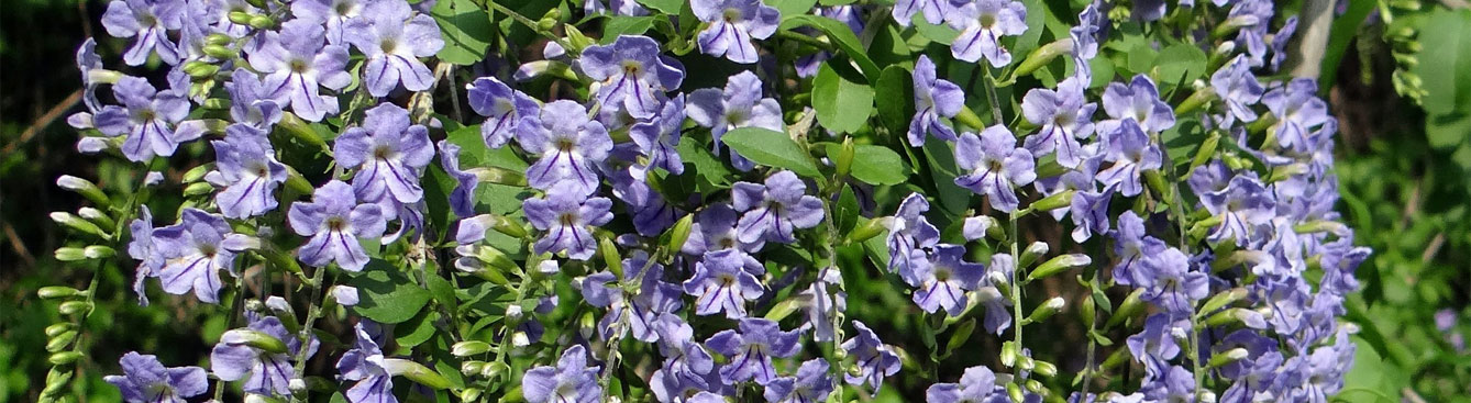 Duranta