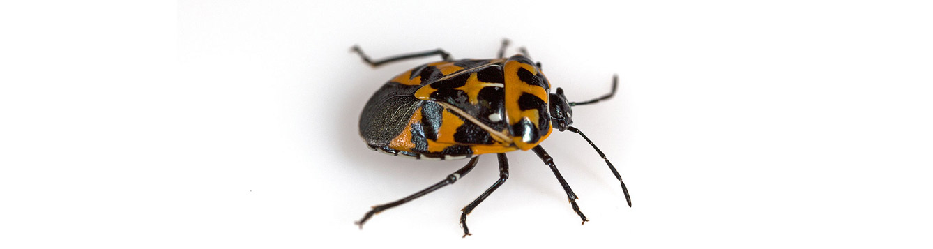 Harlequin Bug