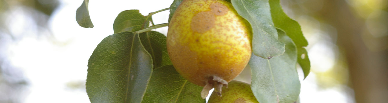 pear