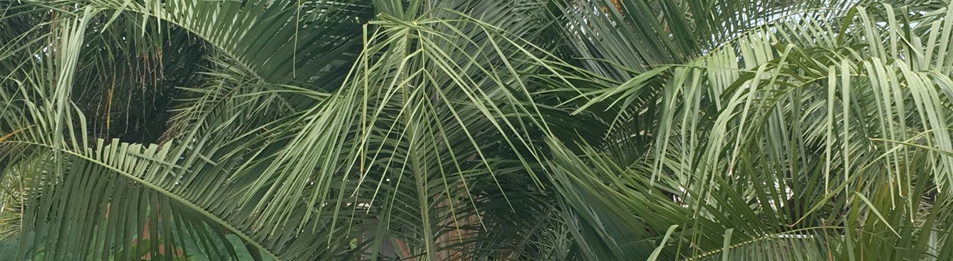 Mule Palm