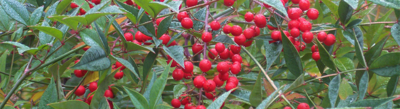 Nandina