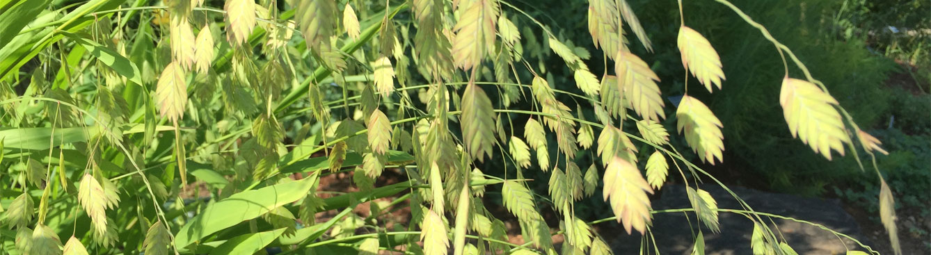 Northern sea oats