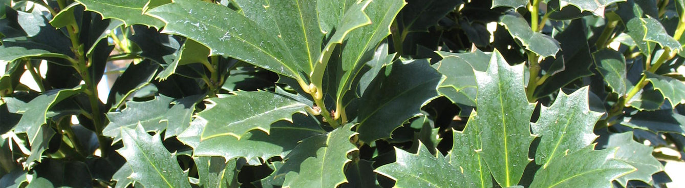 Oak Leaf Holly
