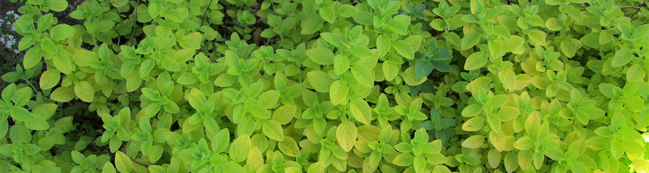 oregano