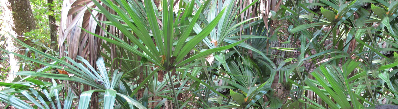 Needle Palm