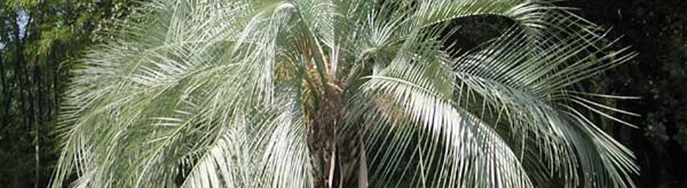 Pindo Palm
