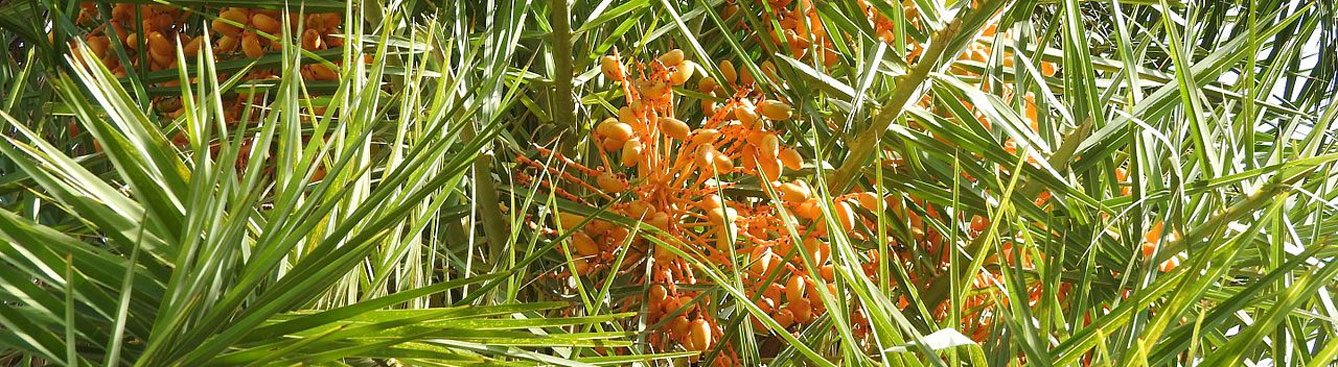 Wild date palm