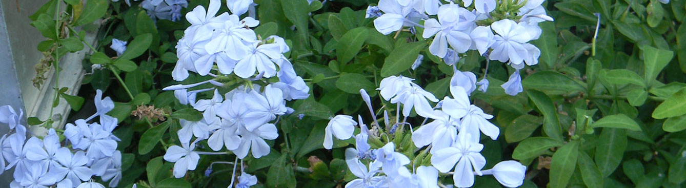 Plumbago