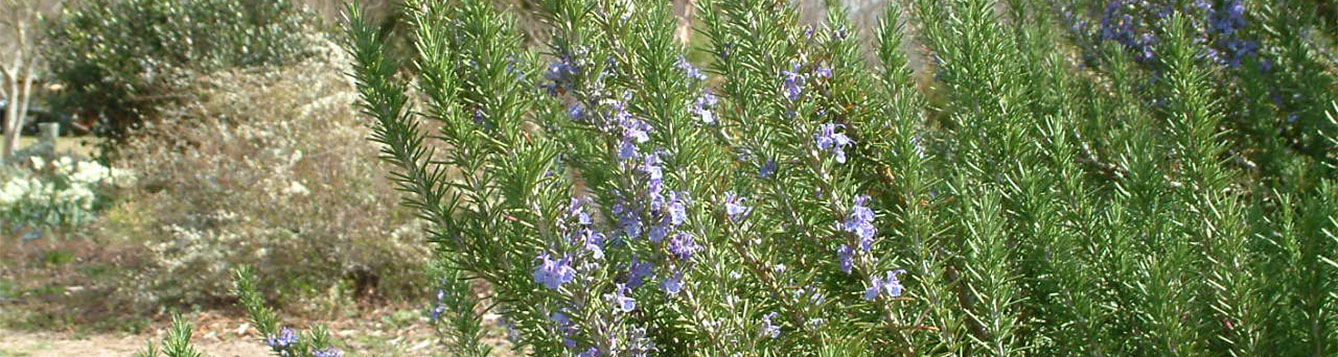 Rosemary