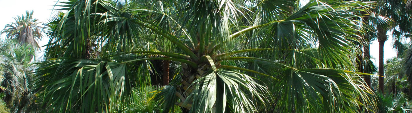Sabal palm