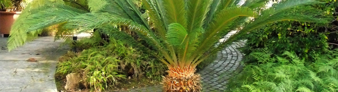 Sago Palm