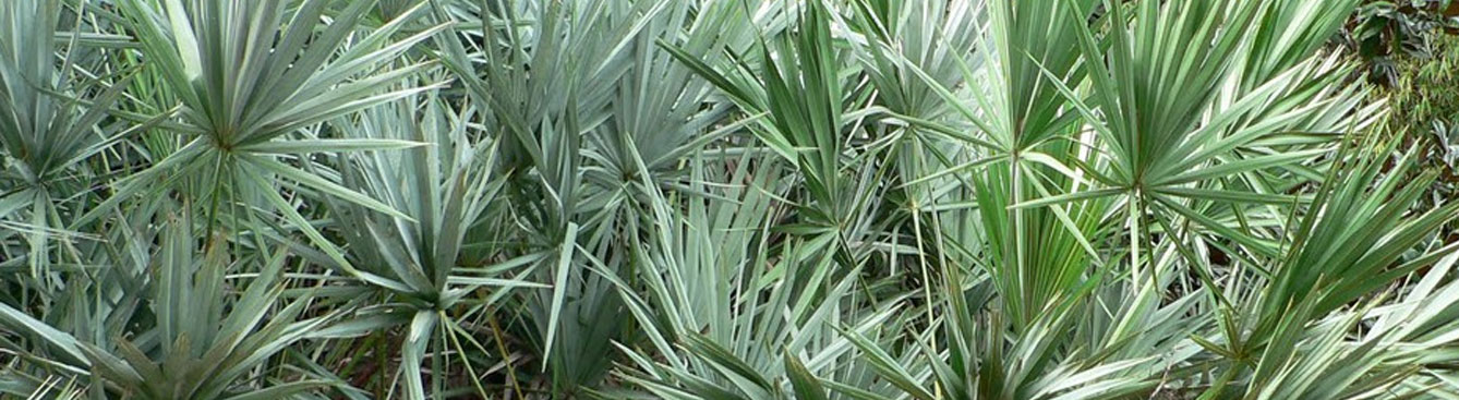 Saw Palmetto