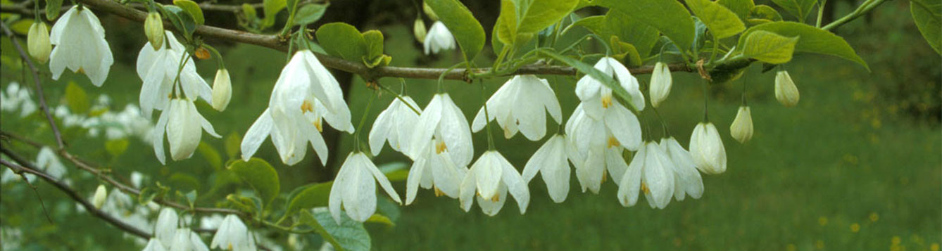 Two-winged silverbell