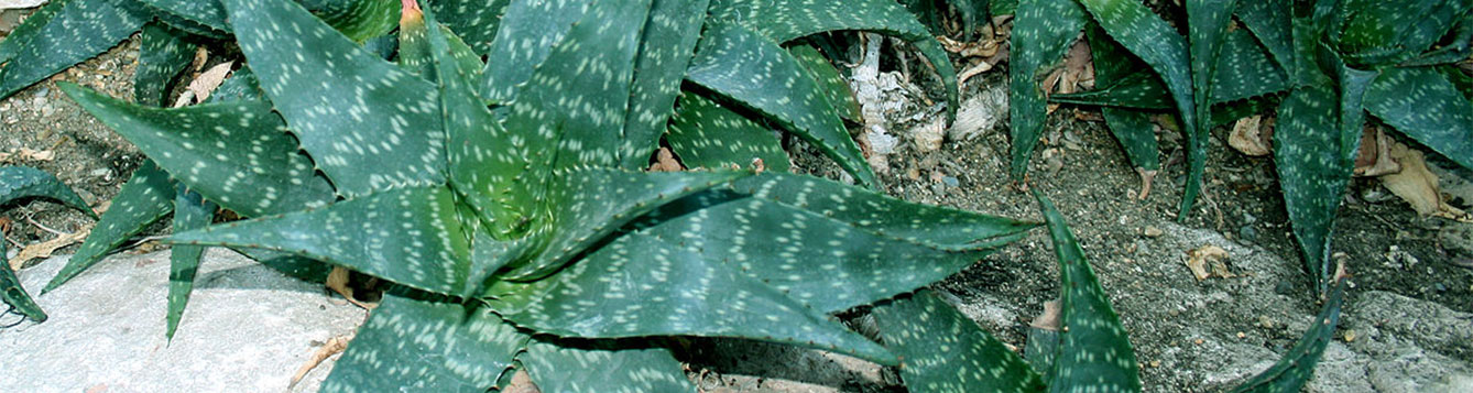 Soap Aloe