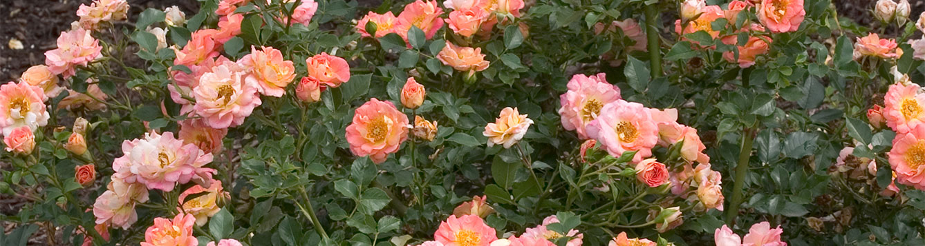 Strawberry Crush Rose