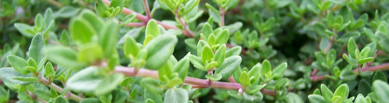 thyme