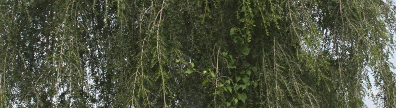 Weeping yaupon holly