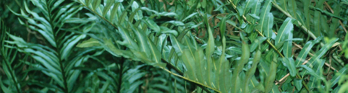 Acrostichum danaeifolium