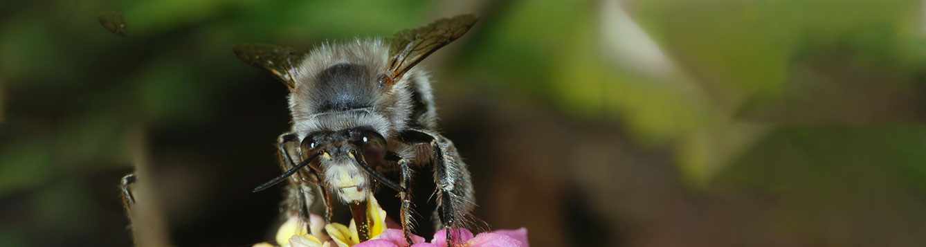 Anthophora urbana
