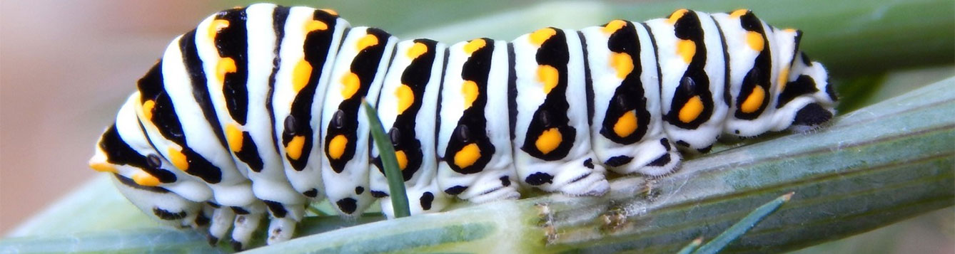 Black swallowtail caterpillar