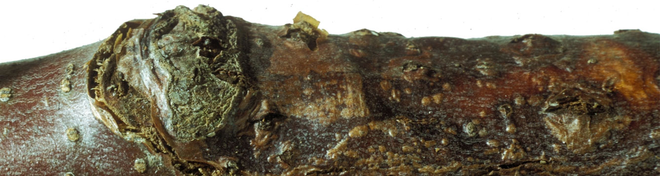 Botryosphaeria dothideais