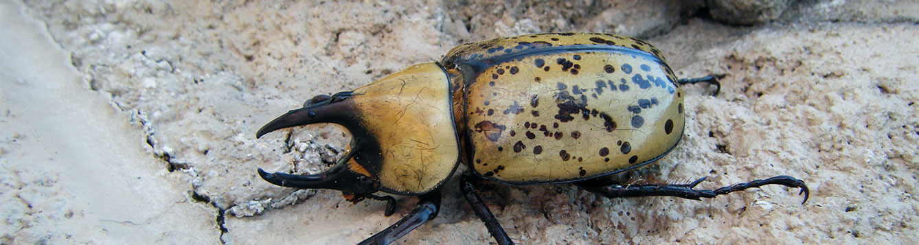 Eastern Hercules beetle