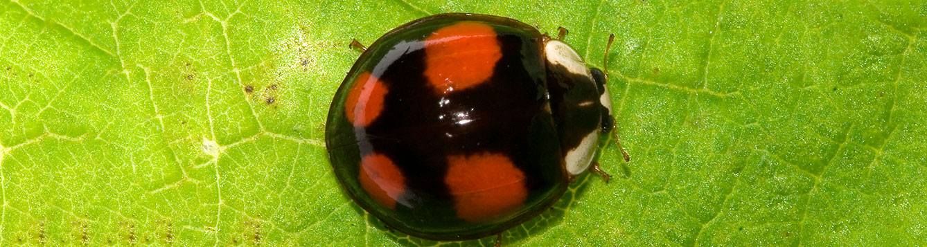 Harmonia axyridis Pallas