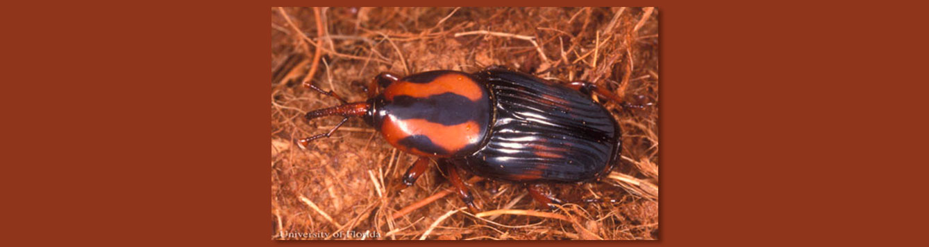 Palmetto weevil