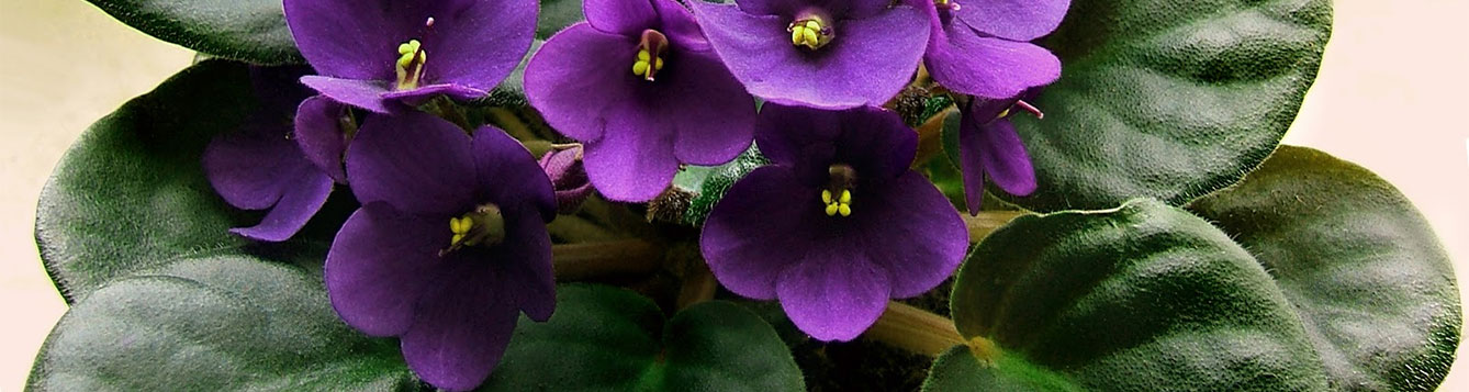 African Violets