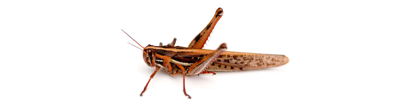 American grasshopper