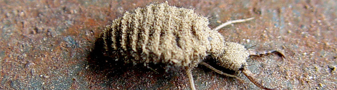 ant lion