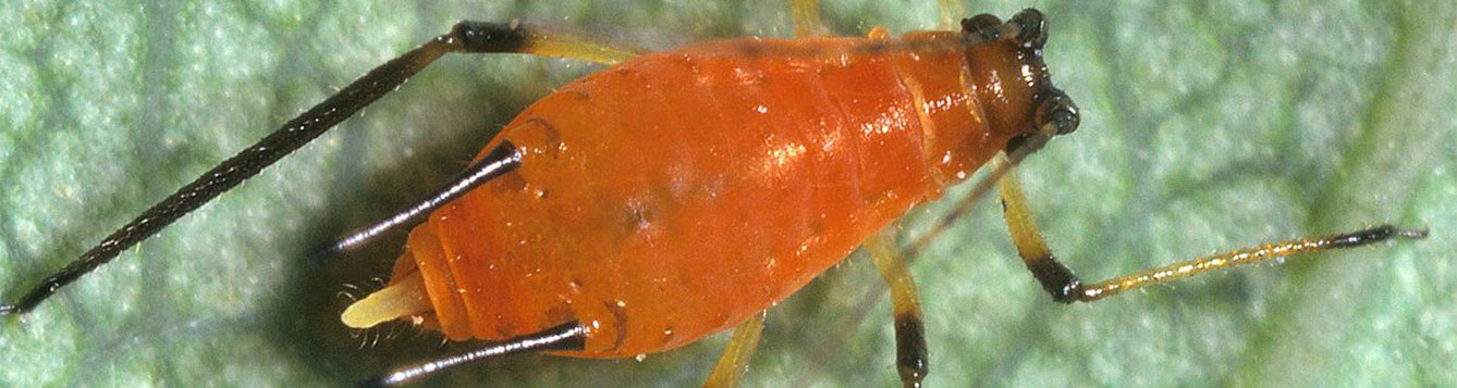 aphid