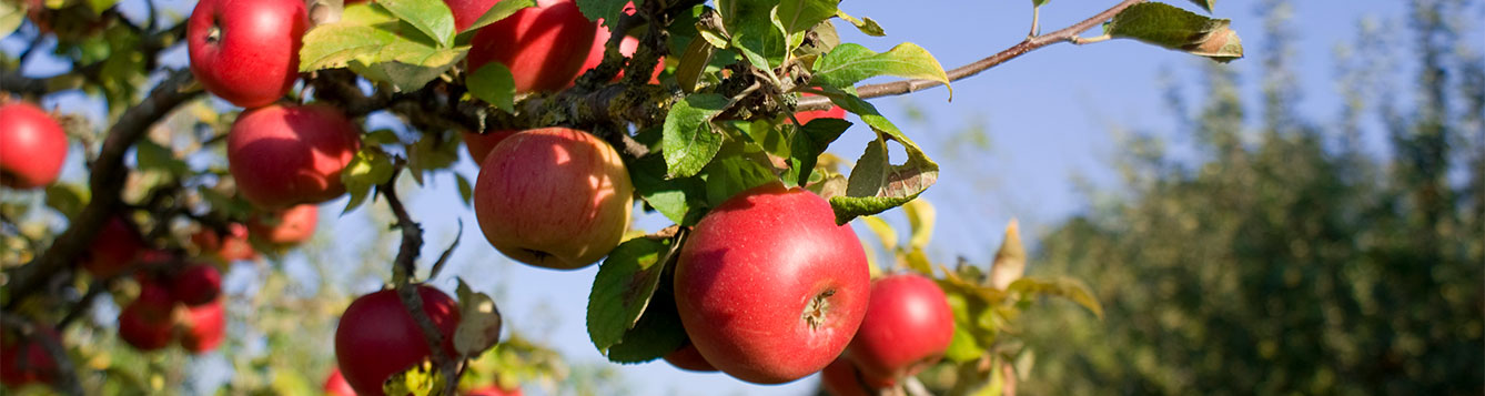 apple tree