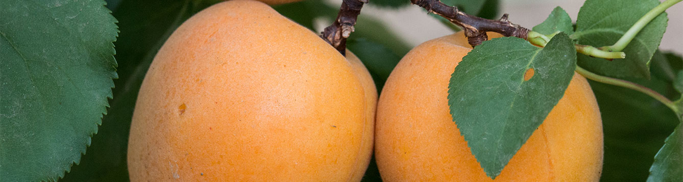 apricot