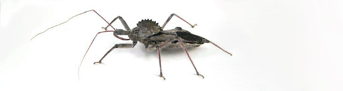 assassin bug