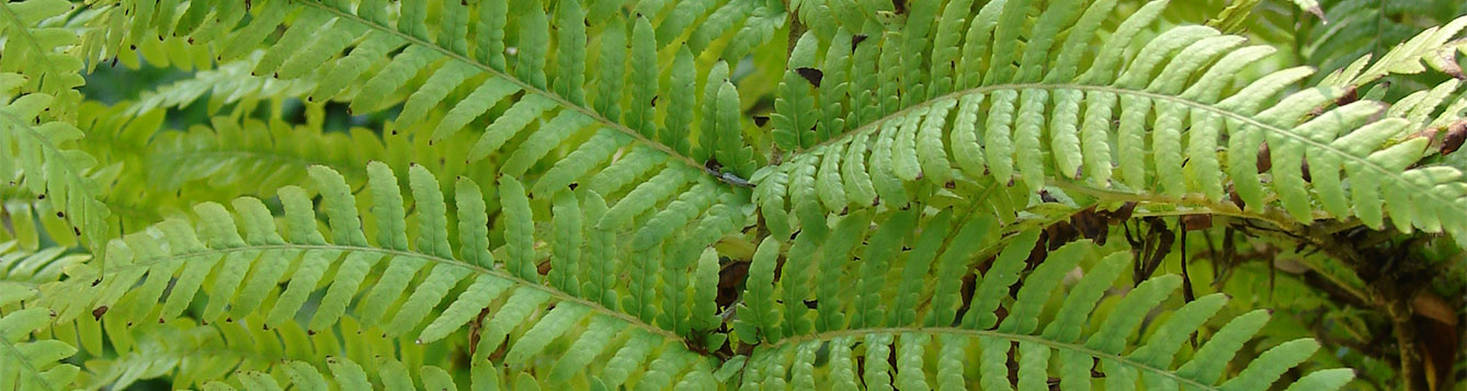 Australian Tree Fern