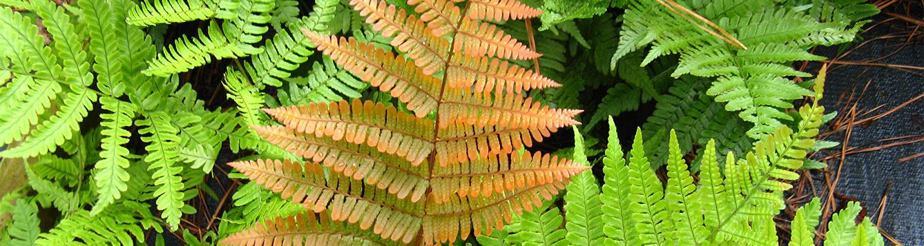 Autumn Fern