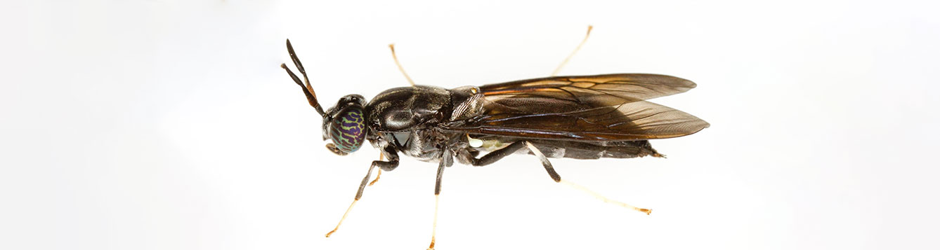 black solder fly