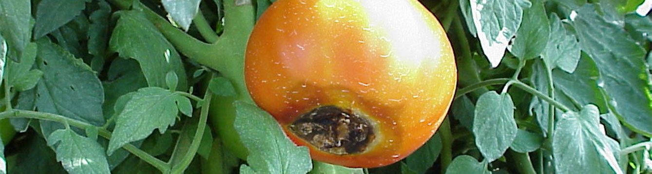 Blossom End Rot