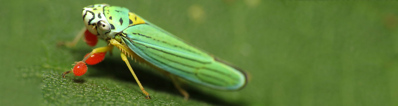 blue green sharpshooter