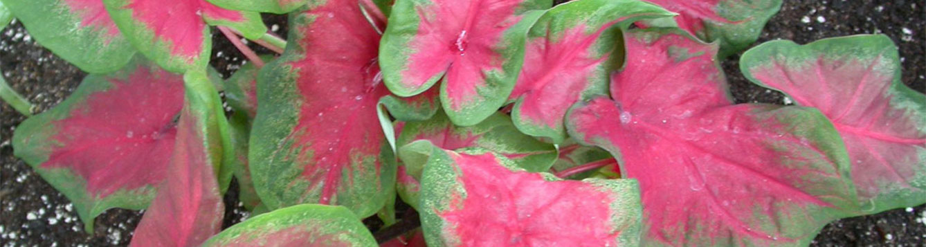 caladiums