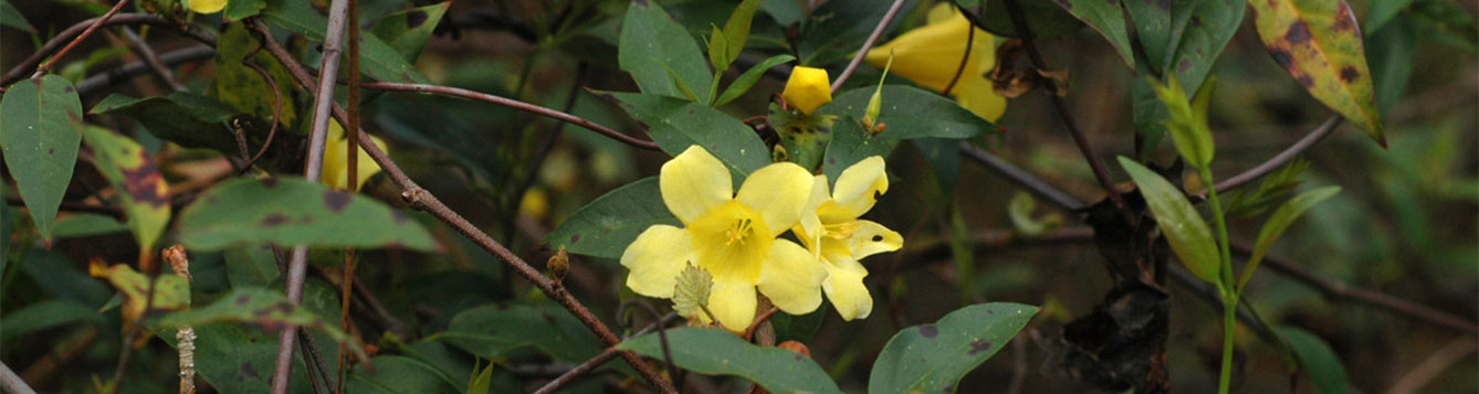 Carolina Jasmine